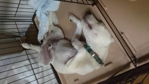 ヘソ天