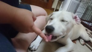 はみがき大好き犬